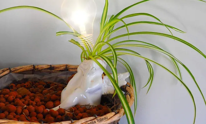 Accompagnement et coaching, Grasse, Etoile du Levant