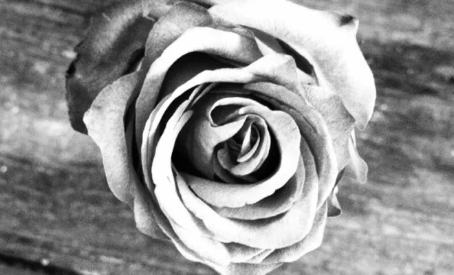 Accompagnement et coaching, Grasse, Etoile du Levant