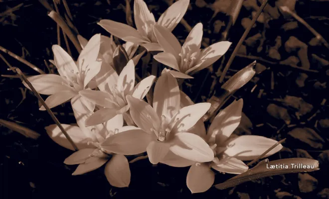 Accompagnement et coaching, Grasse, Etoile du Levant